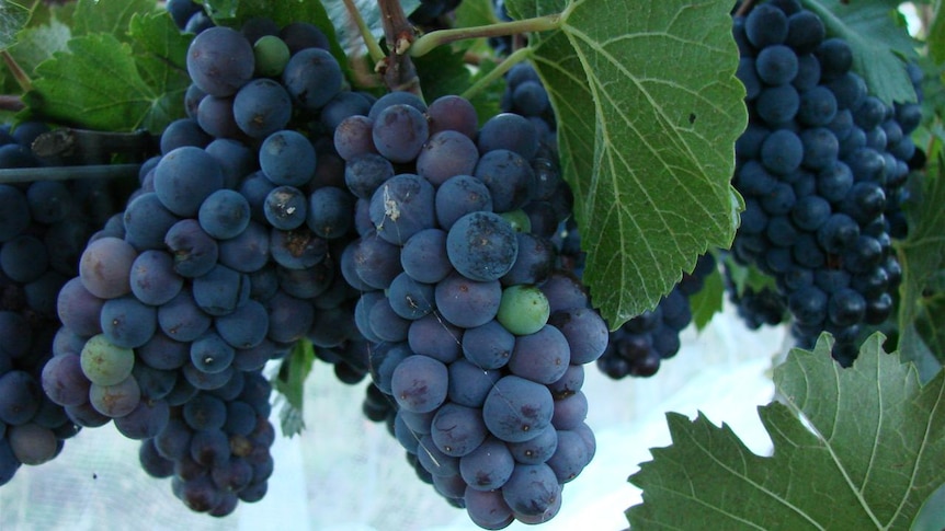 Grapes at harvest time - file photo