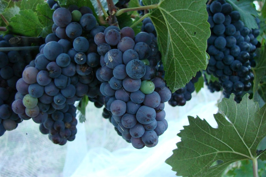 Hunter grape harvest hit by disease