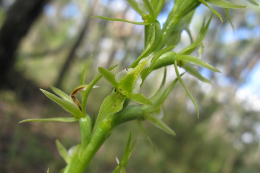 Vivid green plant with tiny green flowers.