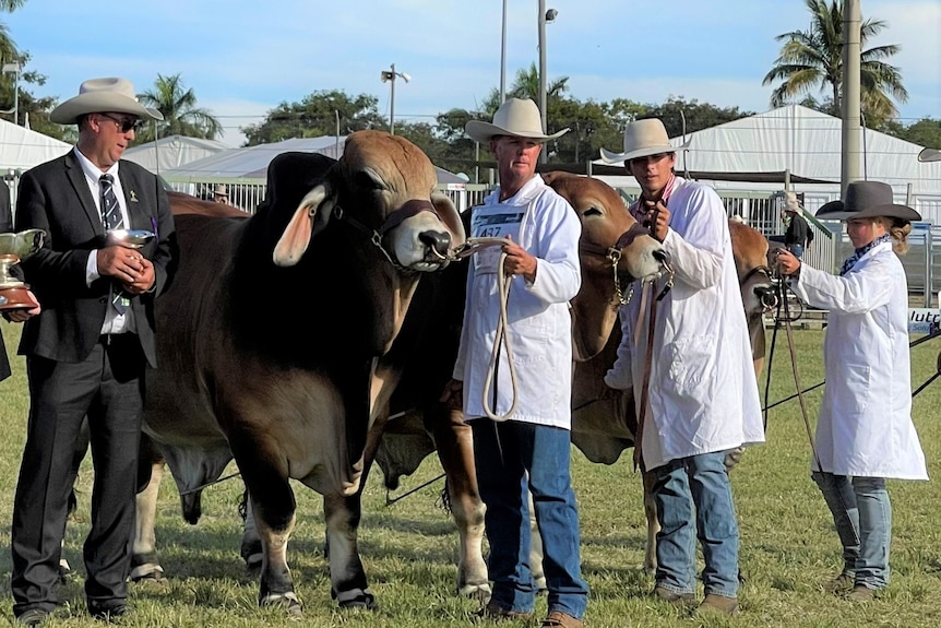 A group of people in white coats standing beside a brown Brahman bull, a cow and a calf.