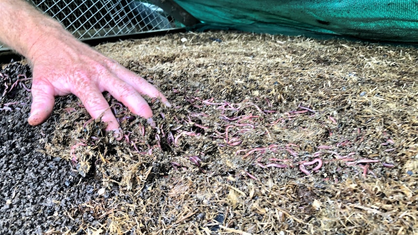 A hand that has just raked off the top of the compost to reveal the worms underneath.
