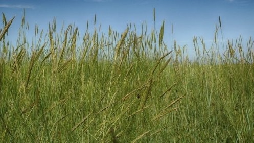 Rye grass
