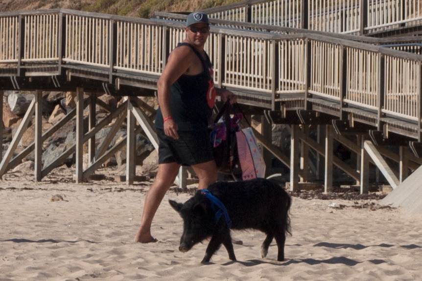 Bacon attracts the attention of many beach-goers at Christies Beach.