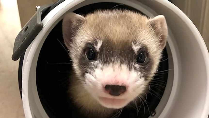 A baby black-footed ferret sits inside a plastic tube