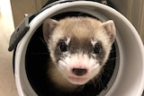 A baby black-footed ferret sits inside a plastic tube