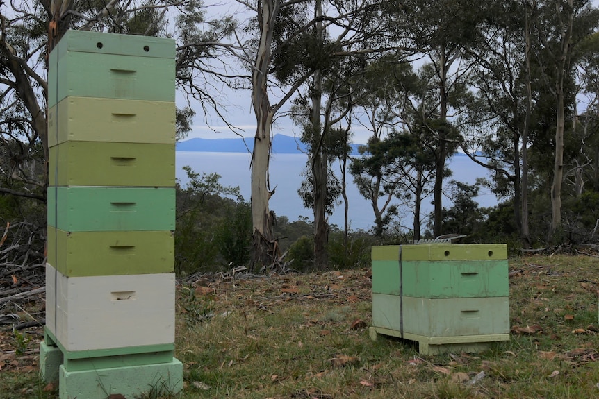Green Bee Boxes sit in bush land, the ocean and a peninsula of hills can be seen in the distance. 