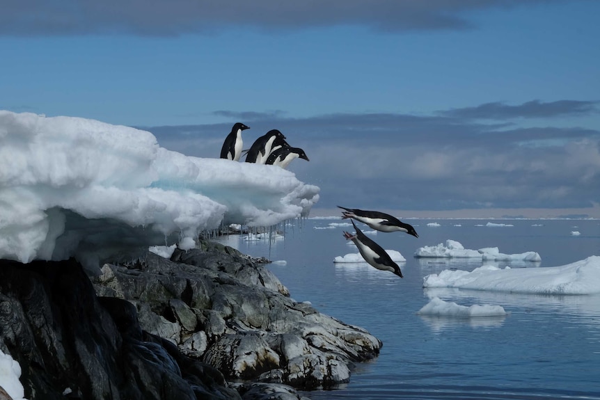 Penguins near Casey Station