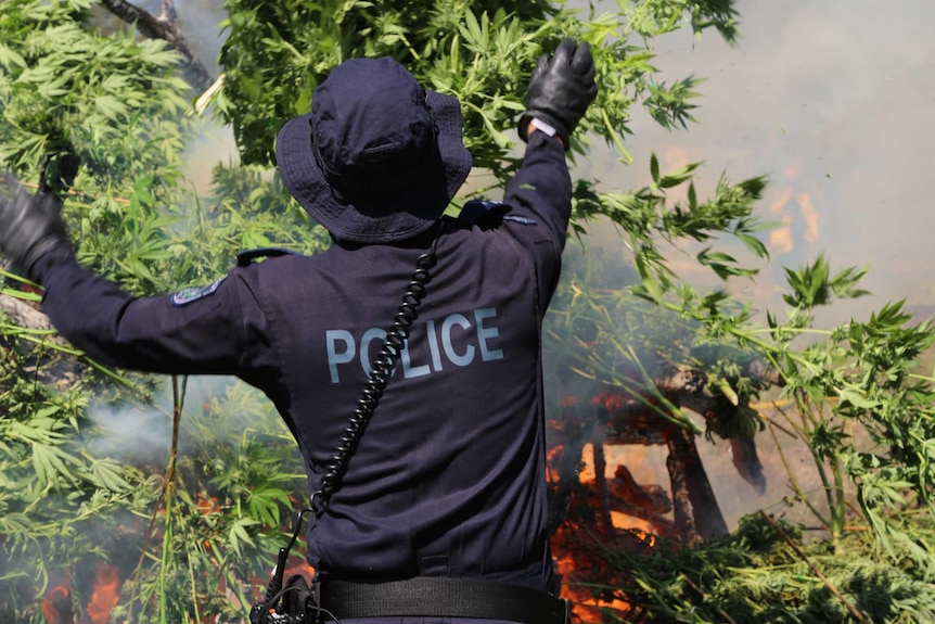 A police officer throwing cannabis plants onto a fire.
