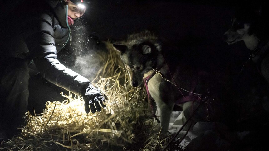 A musher builds a bed of hay on the snow at night for him and his dogs.
