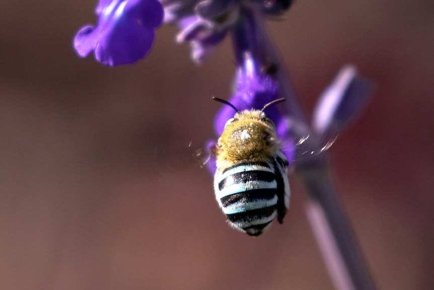 A bee with blue bands on its back sits on a purple flower.
