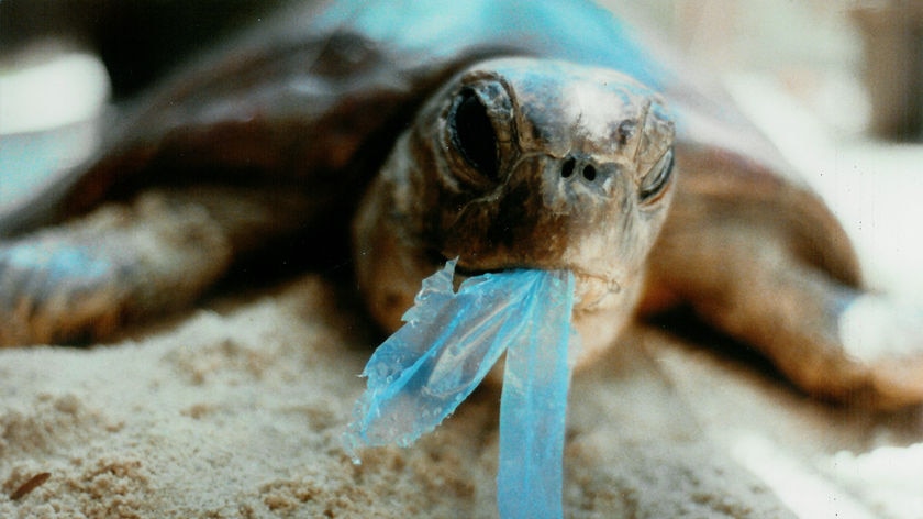 It is almost impossible to track where all plastic bags end up.
