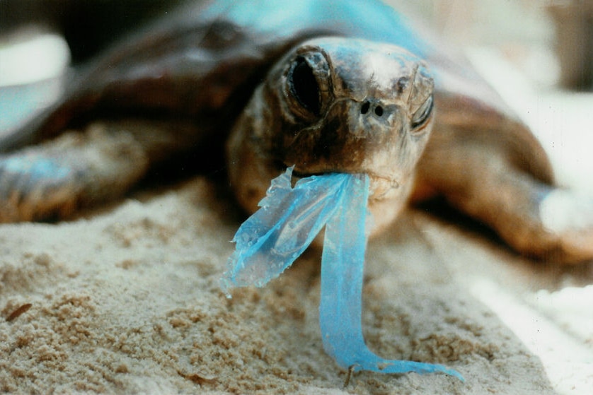 Turtles eating plastic bags