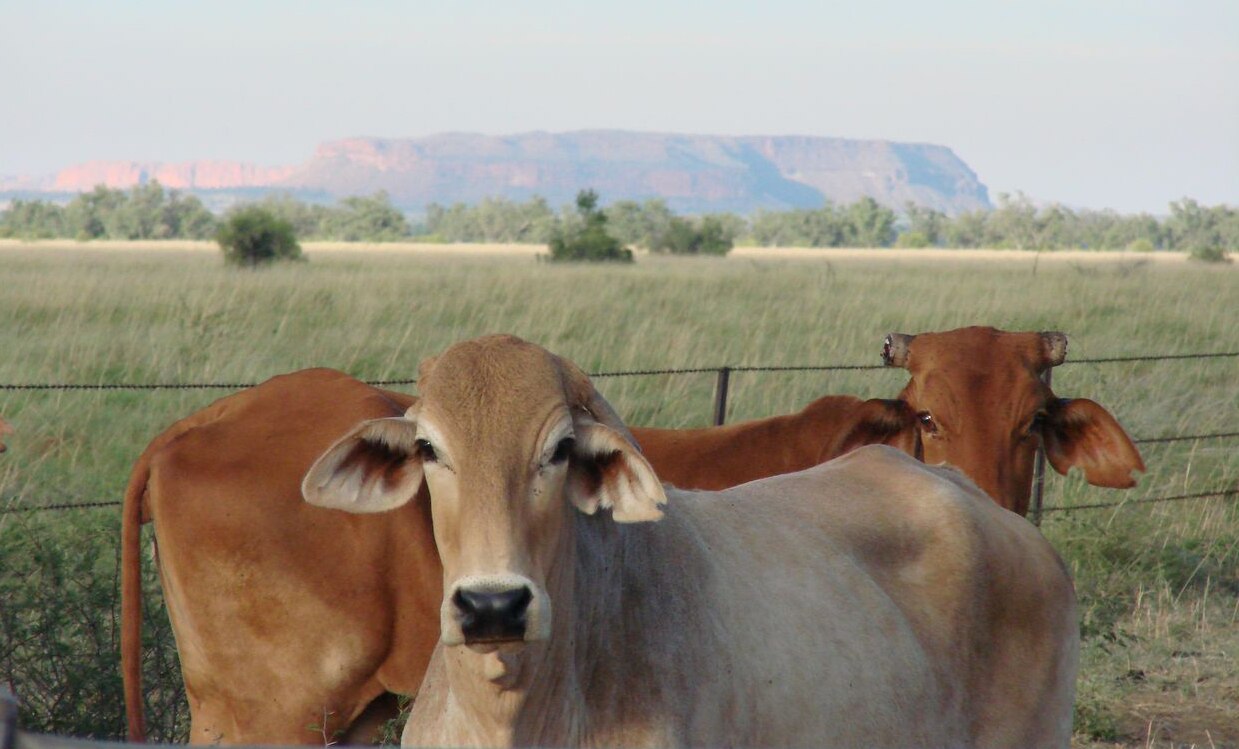 Cattle king Jack Burton heads for new era after shock exit from Yeeda