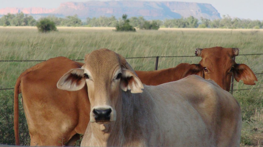 Cattle in the Kimberley