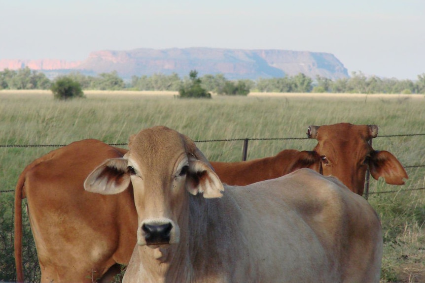 Cattle in the Kimberley with mountains in the background