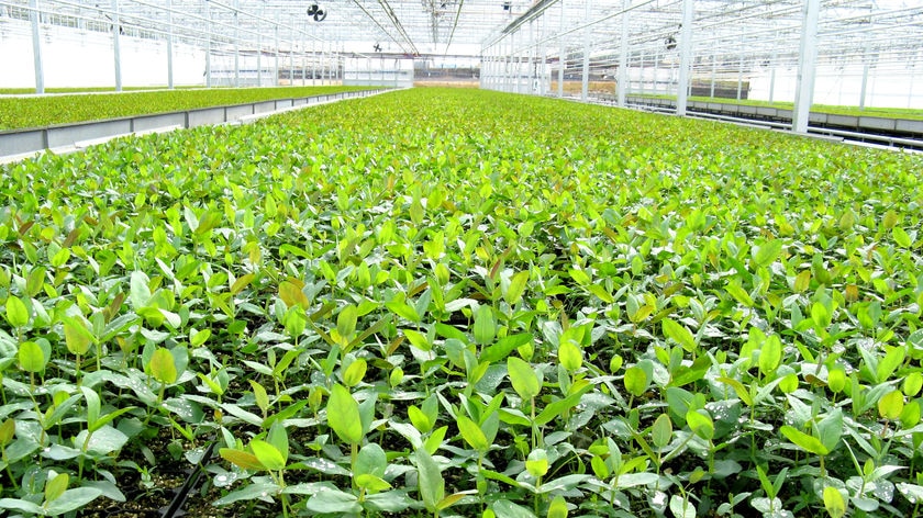 Young eucalyptus seedlings at Forestry Tasmania's Perth glasshouse.