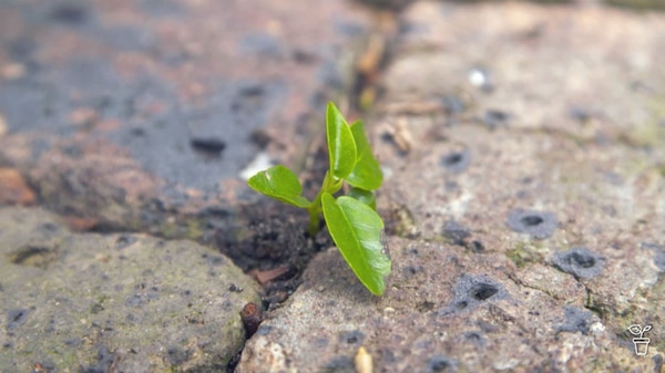 A green-leaved weed growing between pavers in a garden.