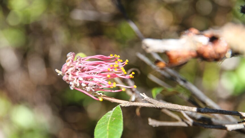 A pink flower