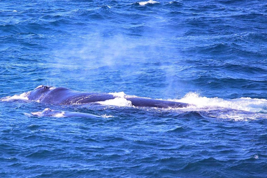 A southern right whale in the ocean.