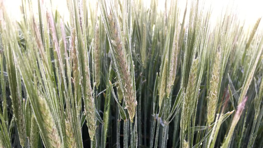 Close-up of wheat grains growing and covered in frost.
