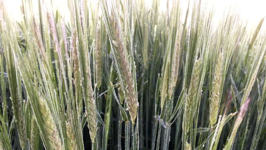 Close-up of wheat grains growing and covered in frost.