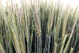 Close-up of wheat grains growing and covered in frost.