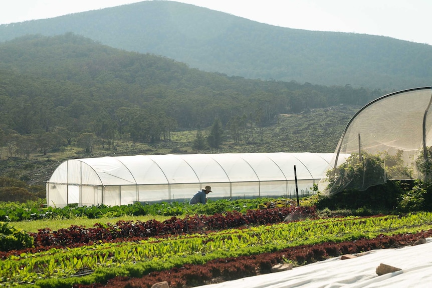 The family farm, with lettuce crops and greenhouses, and mountains in the background.