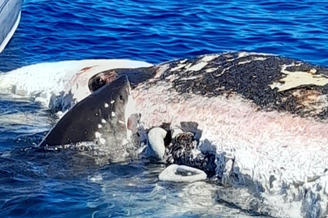 A shark eating a whale carcass