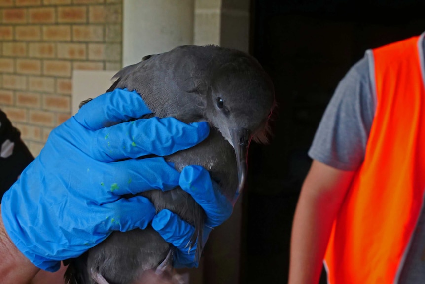 A shearwater