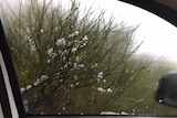 Hail storms hit dry areas of WA