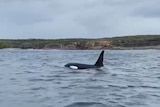 A killer whale near a rocky shoreline.