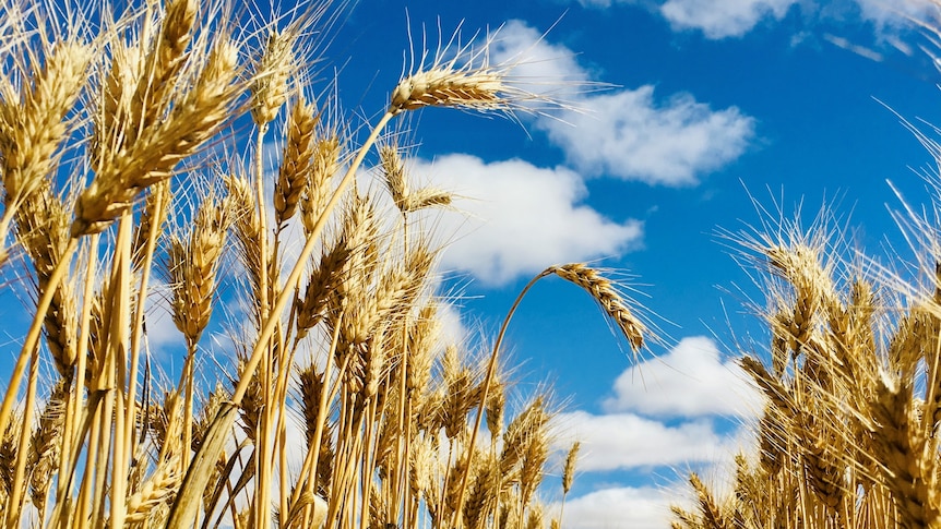 A ripe wheat crop with a blue sky and white clouds.