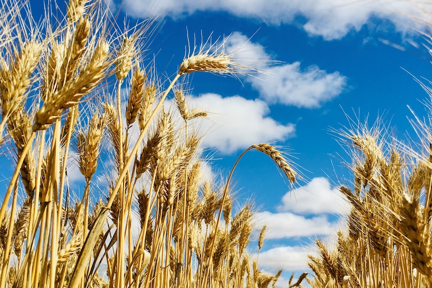 A ripe wheat crop with a blue sky and white clouds.