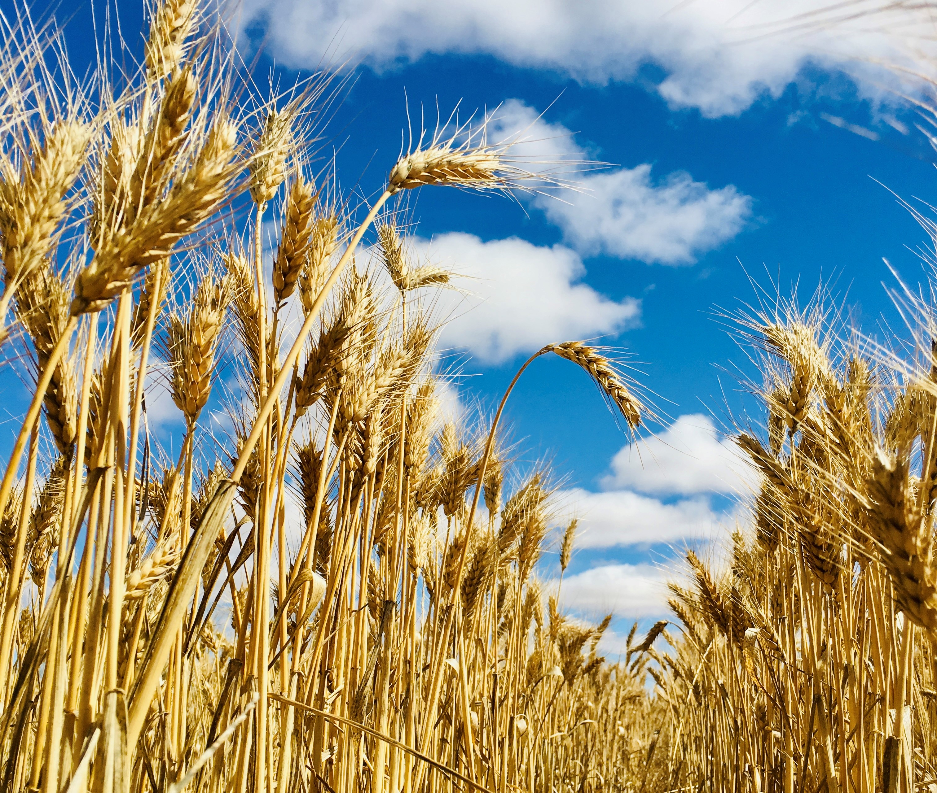 A ripe wheat crop with a blue sky and white clouds.