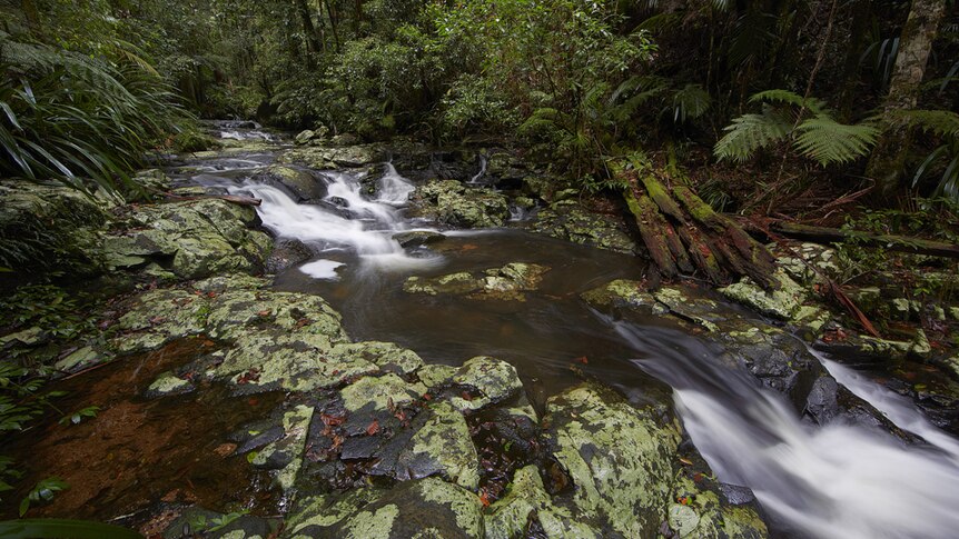A small creek flowing over mossy rocks, through a rainforest.