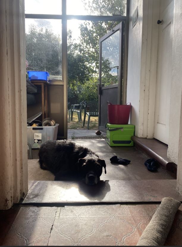A dog rests its head on the floor and looks softly at the person taking a photo while waiting for dinner.