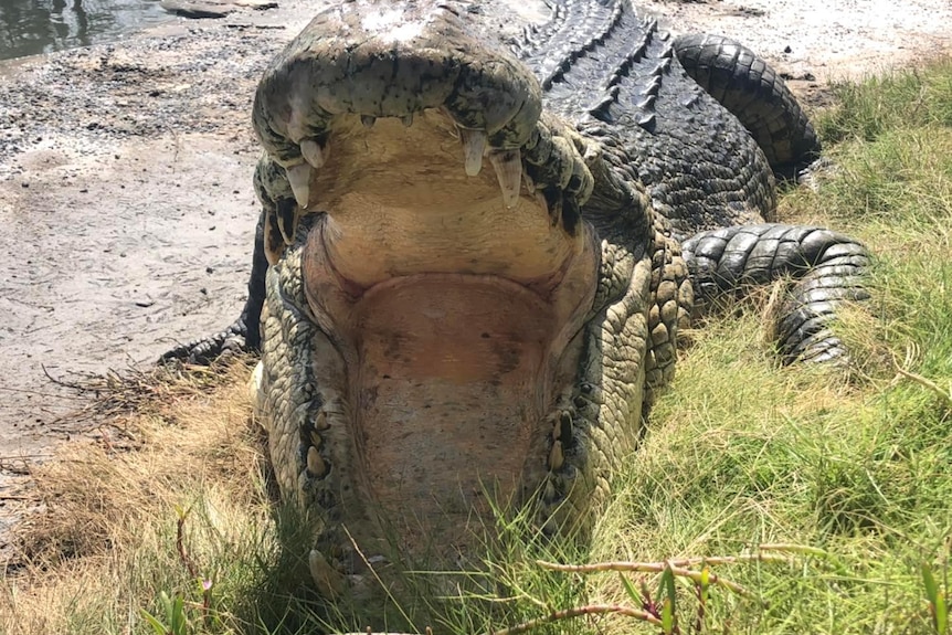 Kooroona Crocodile with mouth open