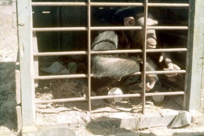 A black and white photo of a chimp in a cage.
