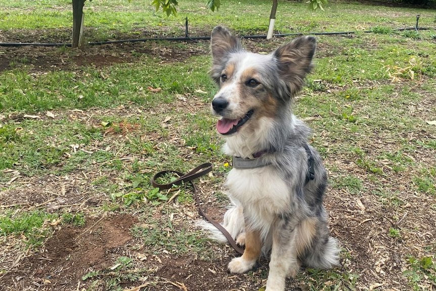 Meet fruit fly detection dog Max