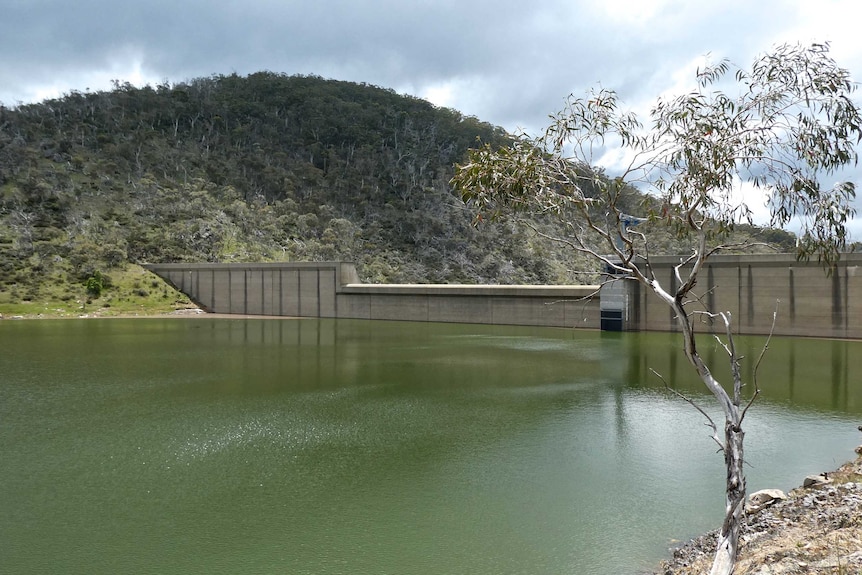 A dam with a tree in the Snowy Mountains