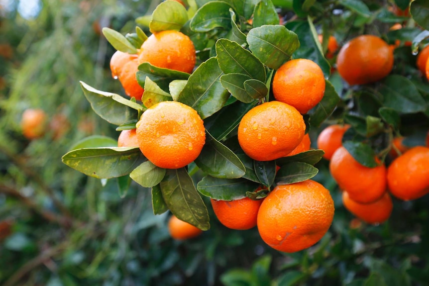 A close up image of a dozen mandarins on a tree.