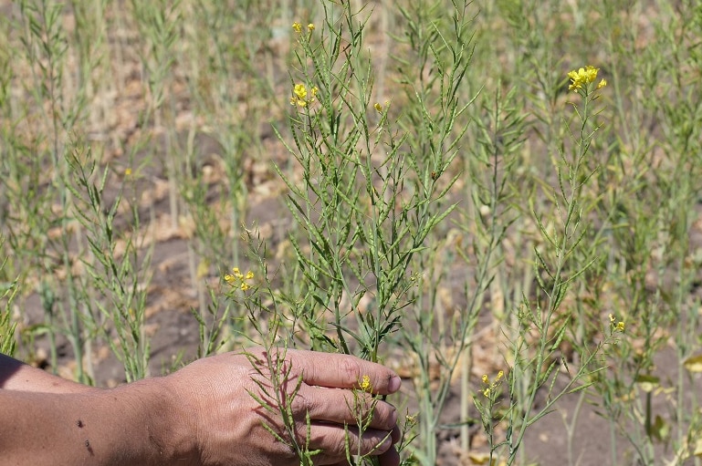 Yellow flowers on an Indian mustard seed plant.