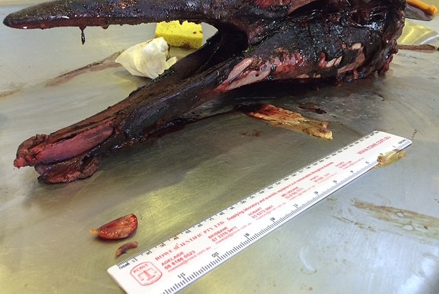 Teeth pulled from the beaked whale