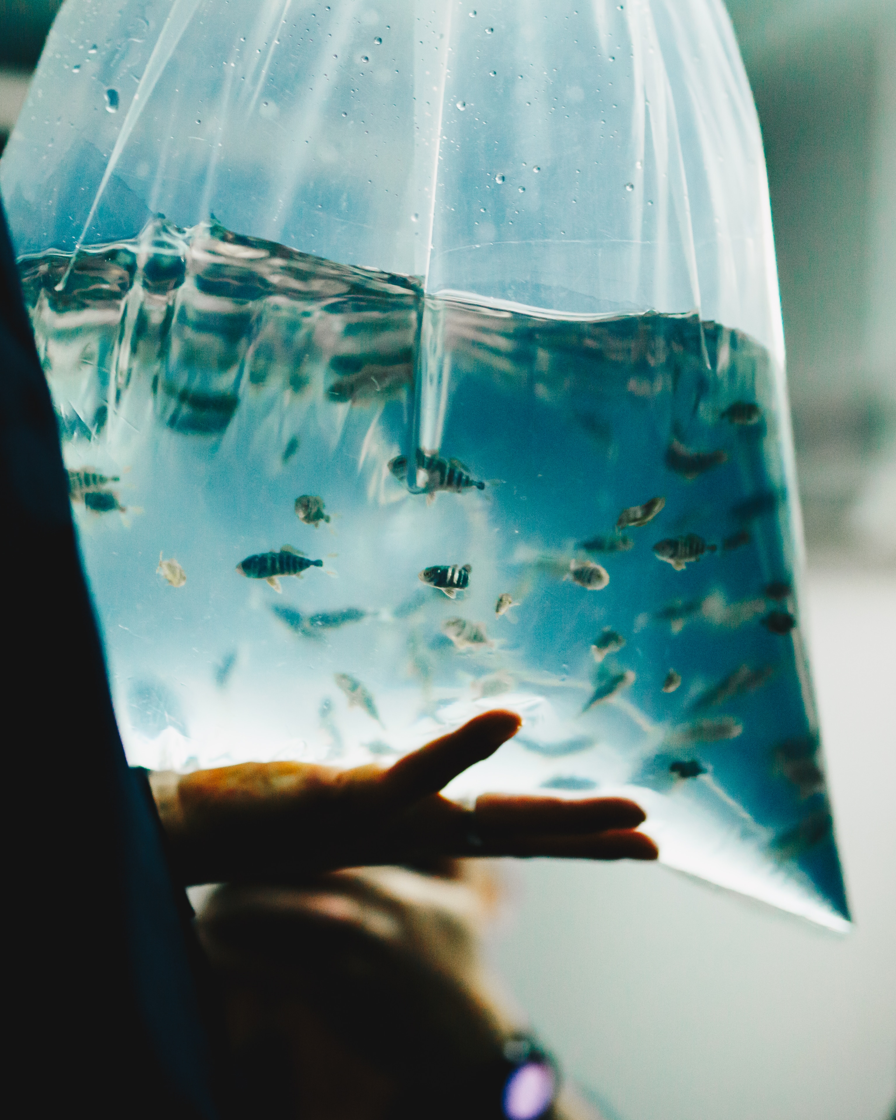 Fishy freight lands in Tasmania ahead of Bass Strait trial