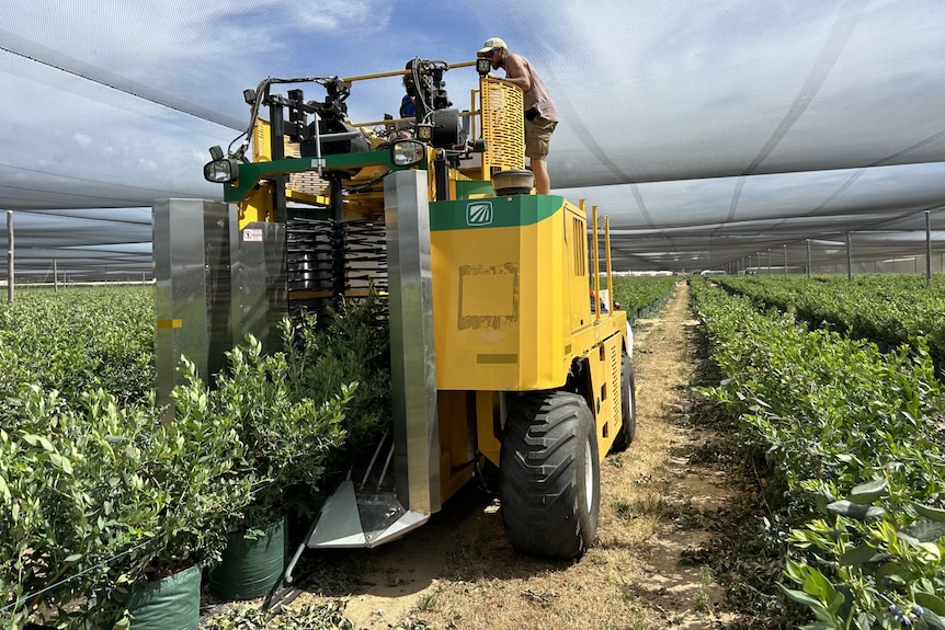 Mechanical harvester in covered blueberry crop. 