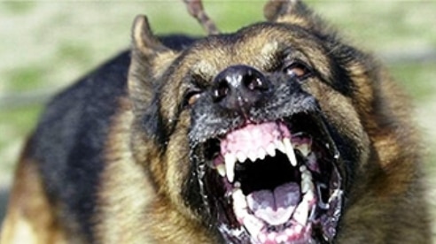 Victorian Government to introduce strict laws for owners of violent dogs