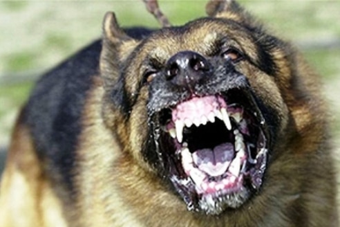 A dog bares its teeth.