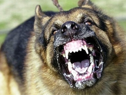 A dog bares its teeth.