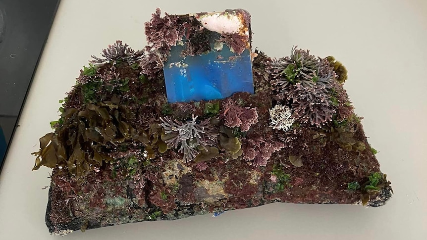 An old wallet covered in seaweed, with an old card sitting inside it.