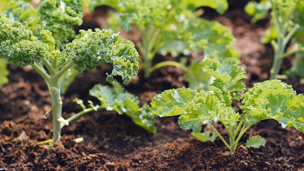 Kale Trees - Gardening Australia